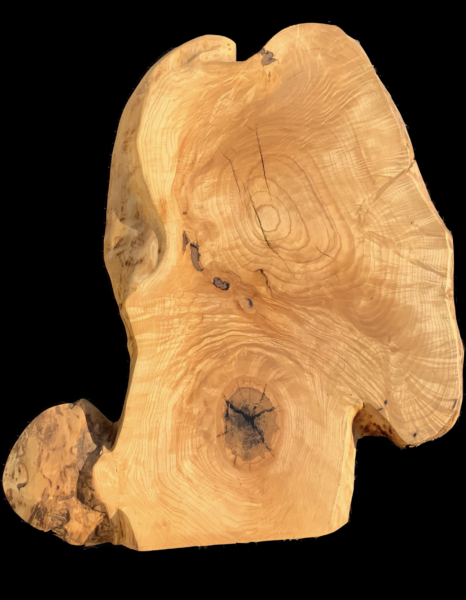 Ash Burl 33” x 29” $700